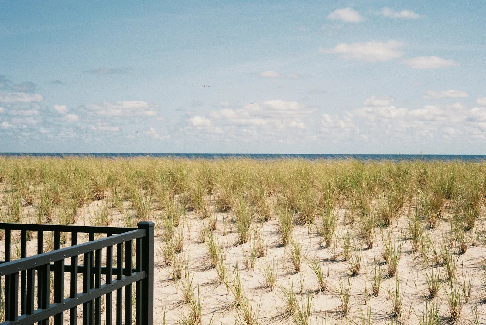 Sunlit dune grass on a Sea Bright beach under a blue sky